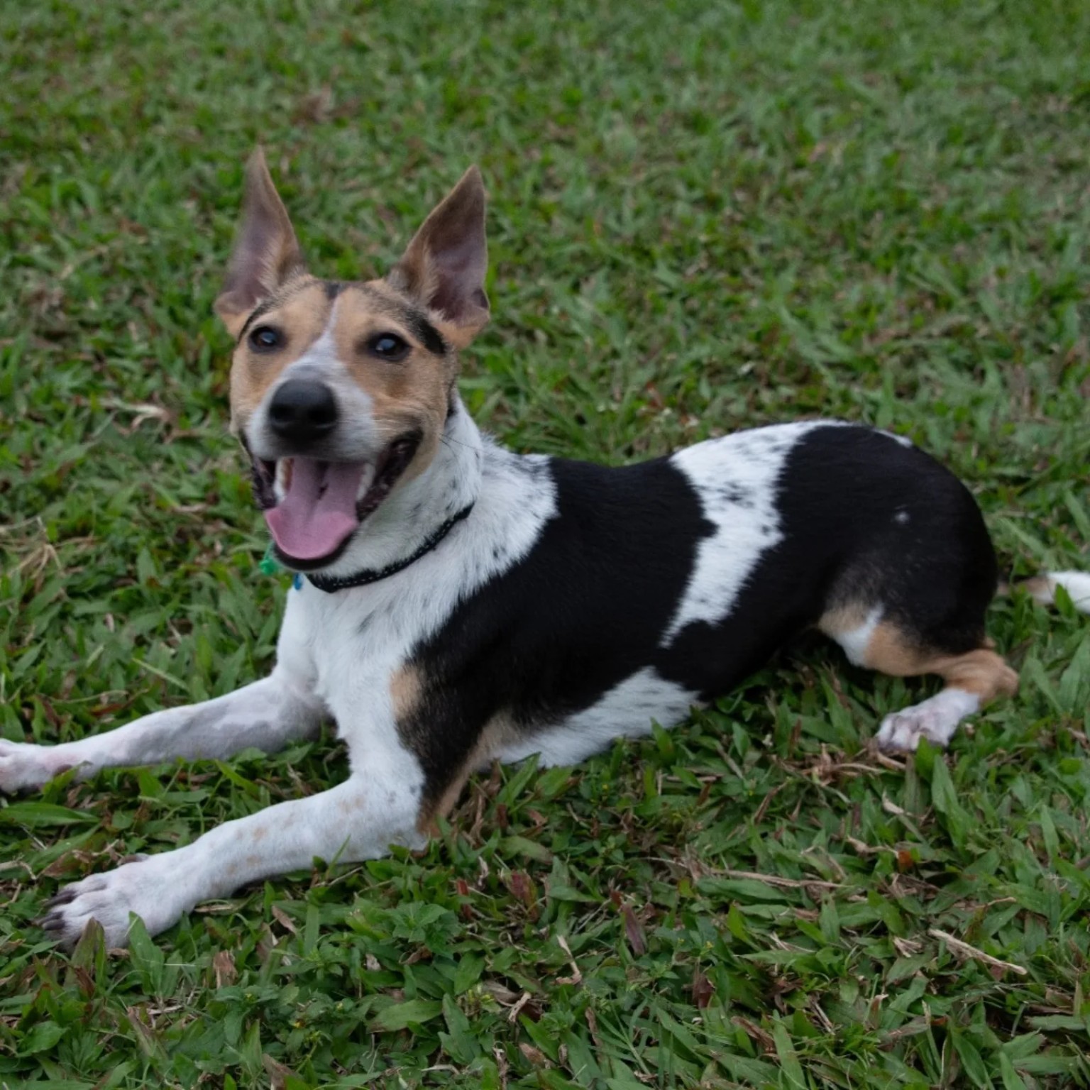 Collin - The inspiration behind PawBuddy