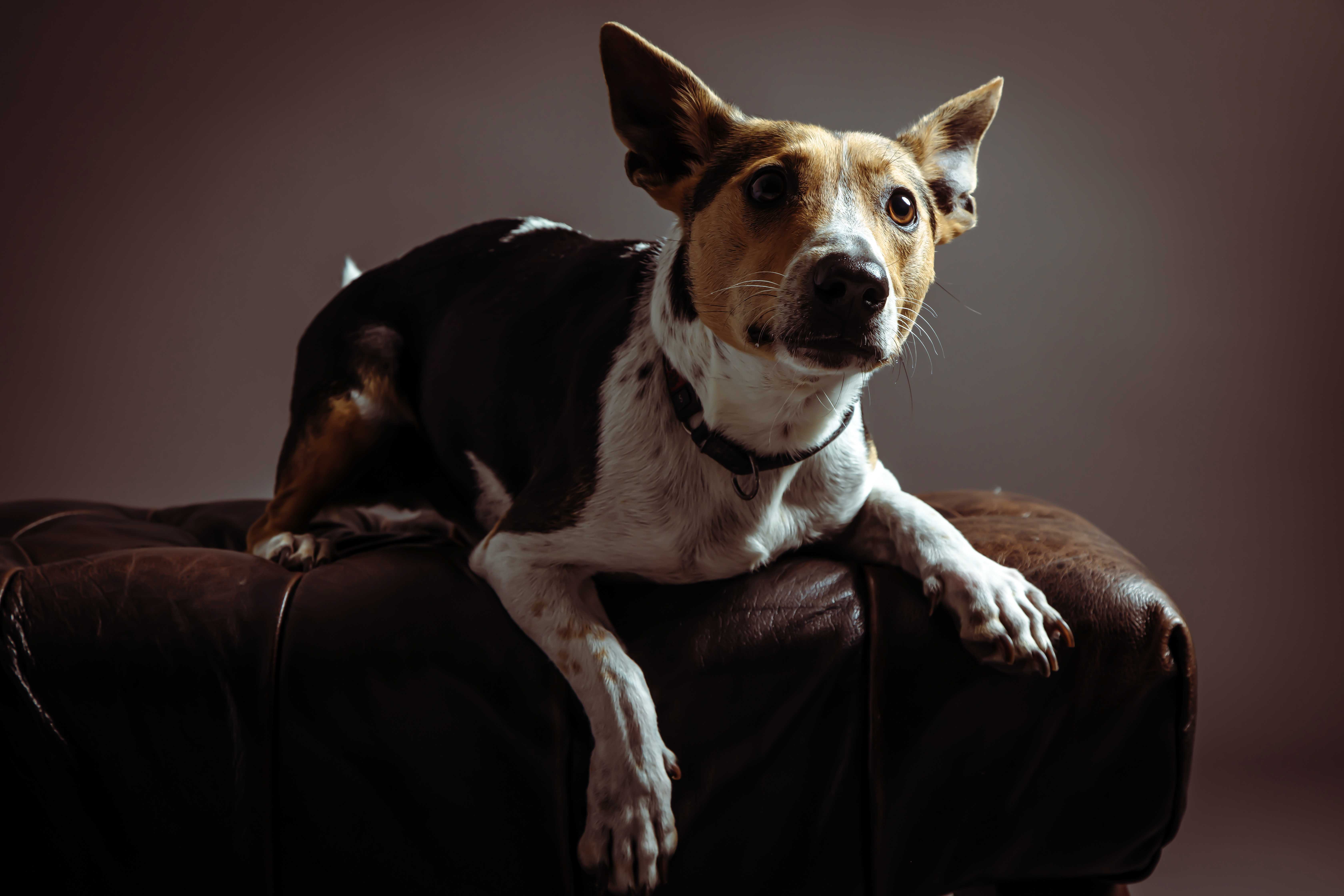 Collin - PawBuddy's original product manager